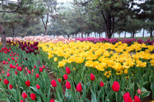 Shijiazhuang Botanical Garden